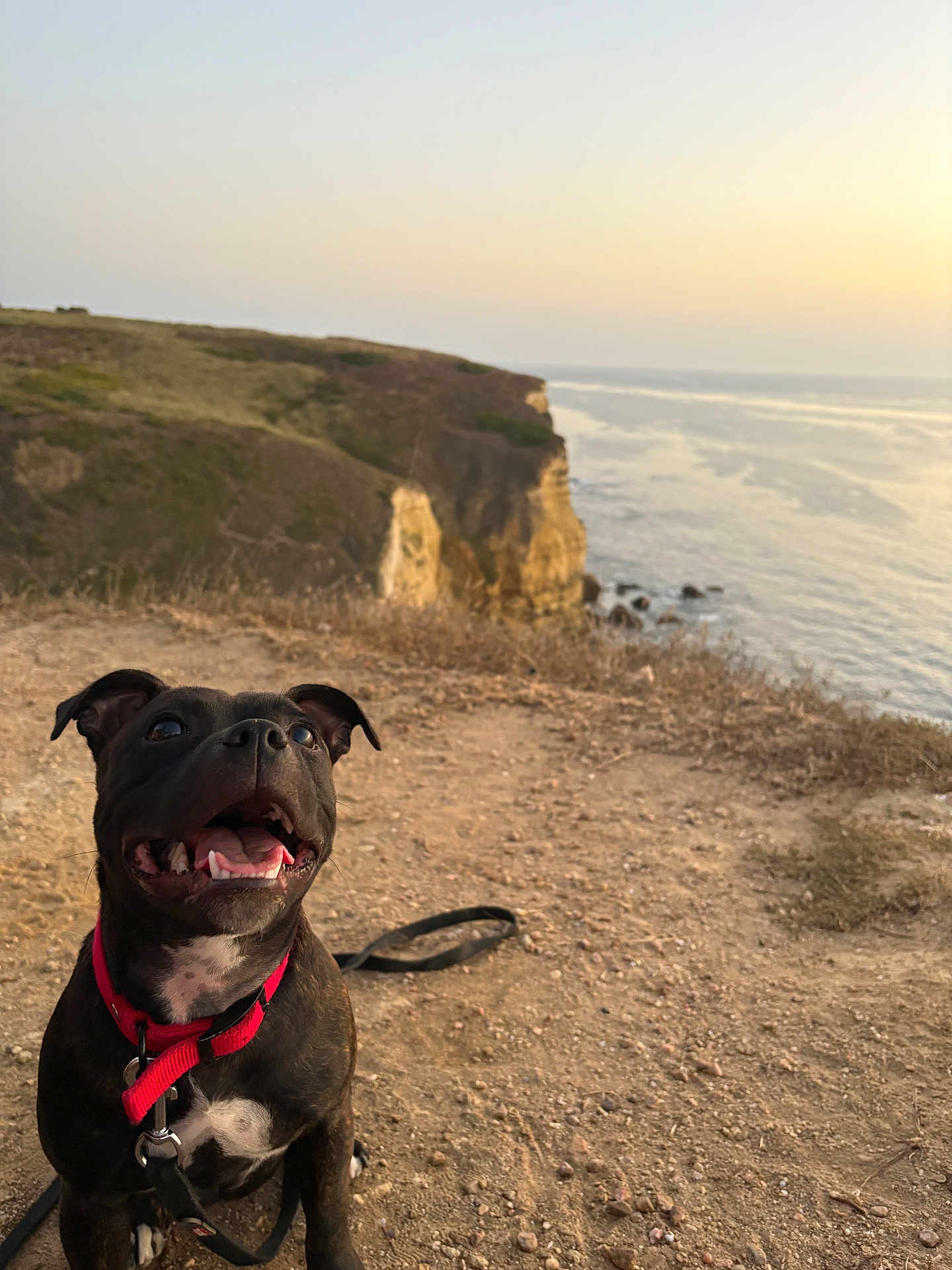Naya participe au concours pour gagner de l'argent avec cette photo : dog, black_dog, collar, leash, outdoor, cliff, rocks, ocean, sunset, sky, nature, happy, pet, canine, landscape, ground, smiling, animal, coast, scenic