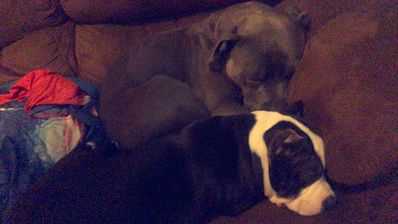 Pablo joined the competition — help win amazing prizes! canidae, carnivore, comfort, companion_dog, dog, dog_breed, living_room, mammal, nap, non_sporting_group, puppy, sleep, snout, sporting_group, terrestrial_animal, vertebrate, working_animal, working_dog