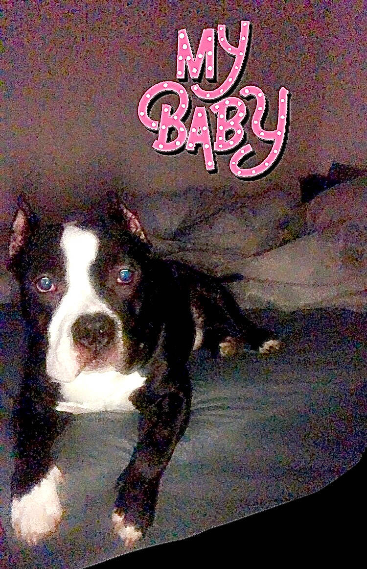 Pablo joined the competition — help win amazing prizes! brown, canidae, carnivore, companion_dog, dog, dog_breed, linens, liver, non_sporting_group, photo_caption, snout, sporting_group, tail, terrestrial_animal, working_animal, working_dog