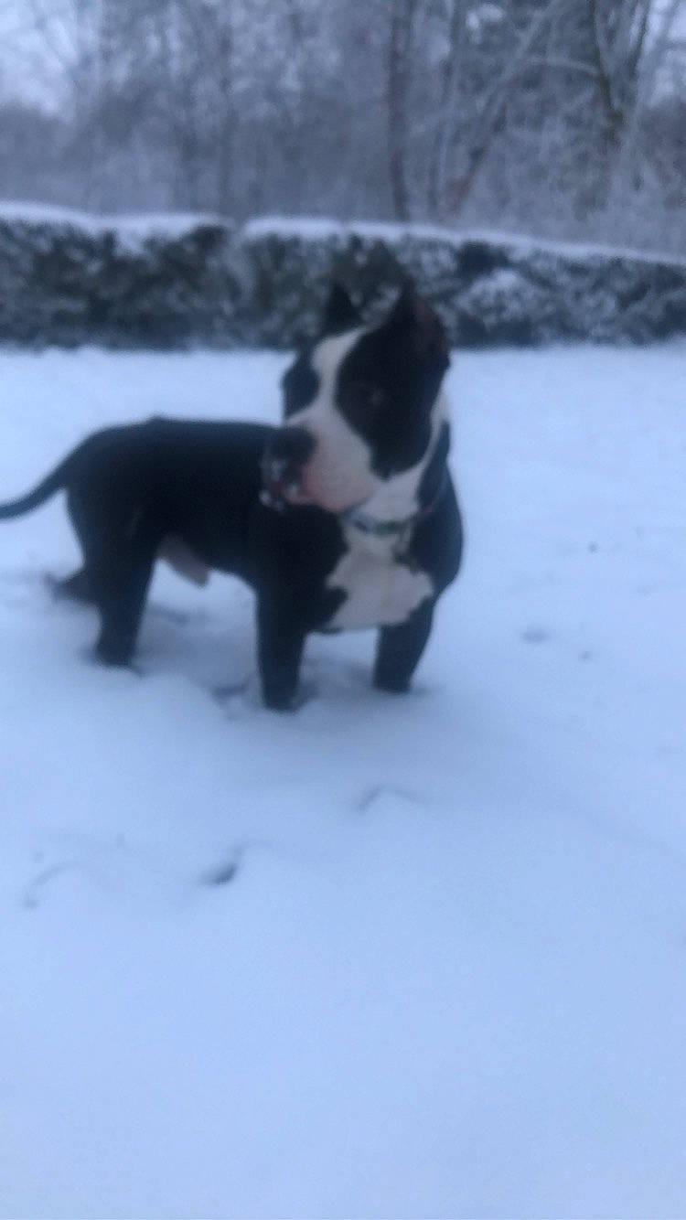 Pablo is registered to the contest to win money with this photo: black, canidae, carnivore, companion_dog, dog, dog_breed, freezing, geological_phenomenon, ice, mammal, monochrome_photography, precipitation, snout, snow, sporting_group, tail, terrestrial_animal, vertebrate, winter, working_animal