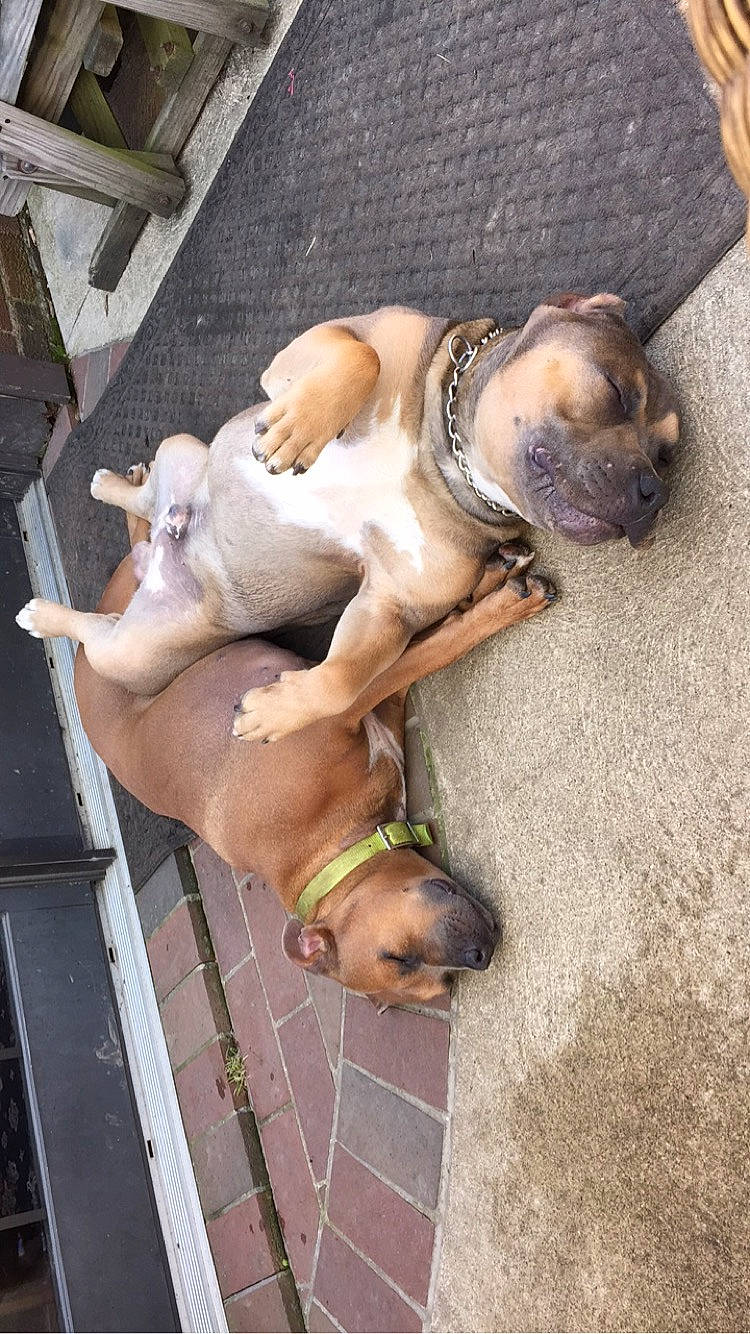 Mojo joined the competition — help win amazing prizes! canidae, carnivore, collar, companion_dog, dog, dog_breed, fawn, liver, pet_supply, snout, sporting_group, working_animal, working_dog