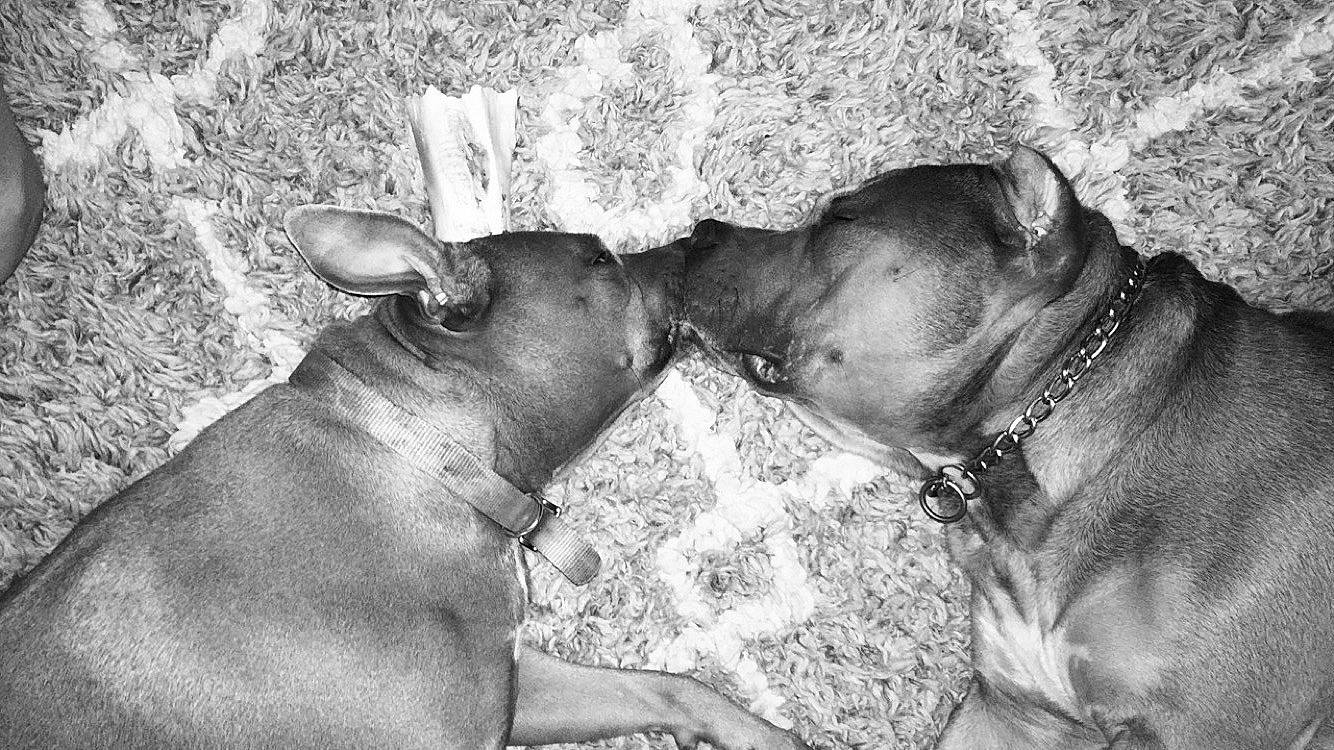 Mojo is registered to the contest to win money with this photo: collar, dog_breed, dog_collar, fawn, flesh, jaw, leash, liver, muscle, organ, organism, pack_animal, pet_supply, skin, snout, stock_photography, terrestrial_animal, vertebrate, working_animal, wrinkle