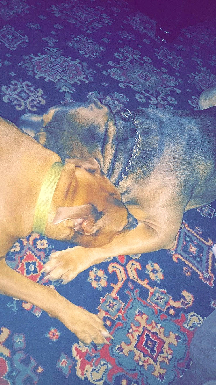 Mojo joined the competition — help win amazing prizes! canidae, carnivore, companion_dog, dog, dog_breed, fawn, hunting_dog, painting, rug, snout, sporting_group, working_animal, working_dog