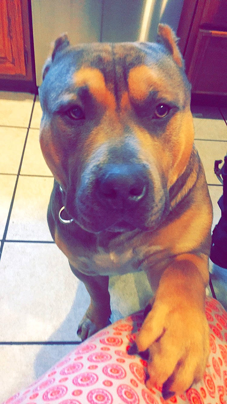 Mojo is registered to the contest to win money with this photo: canidae, carnivore, companion_dog, dog, dog_breed, fawn, floor, flooring, fur, iris, snout, sporting_group, tile, tile_flooring, whiskers, working_animal, working_dog