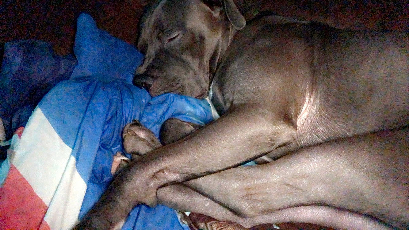 Bleu is registered to the contest to win money with this photo: canidae, carnivore, comfort, companion_dog, dog, dog_breed, fawn, liver, nap, sleep, snout, sporting_group, working_animal, working_dog, wrinkle