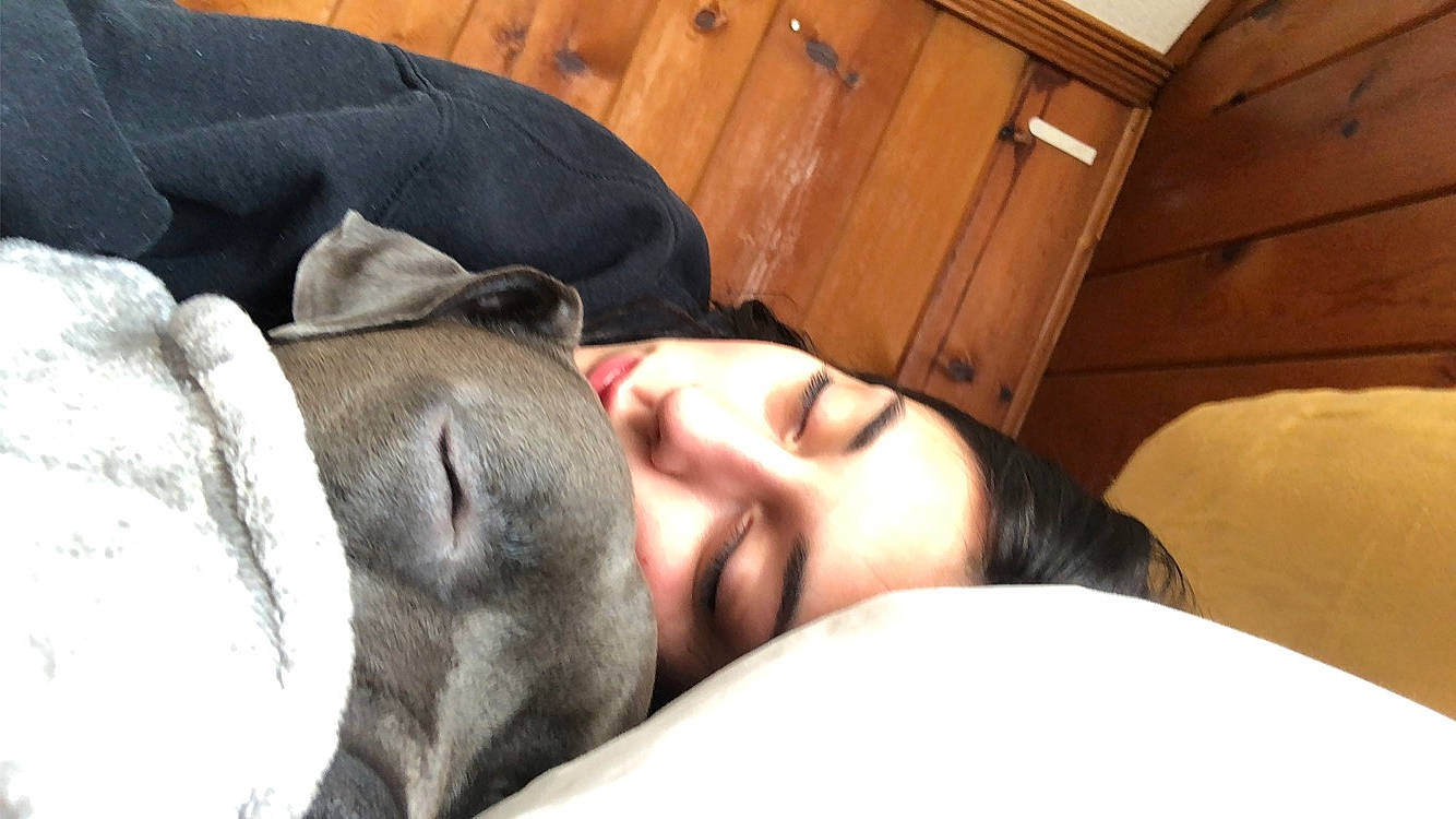 Bleu is registered to the contest to win money with this photo: cabinetry, carnivore, chest_of_drawers, comfort, companion_dog, dog, dog_breed, drawer, jaw, nap, selfie, skin, sleep, snout, tan