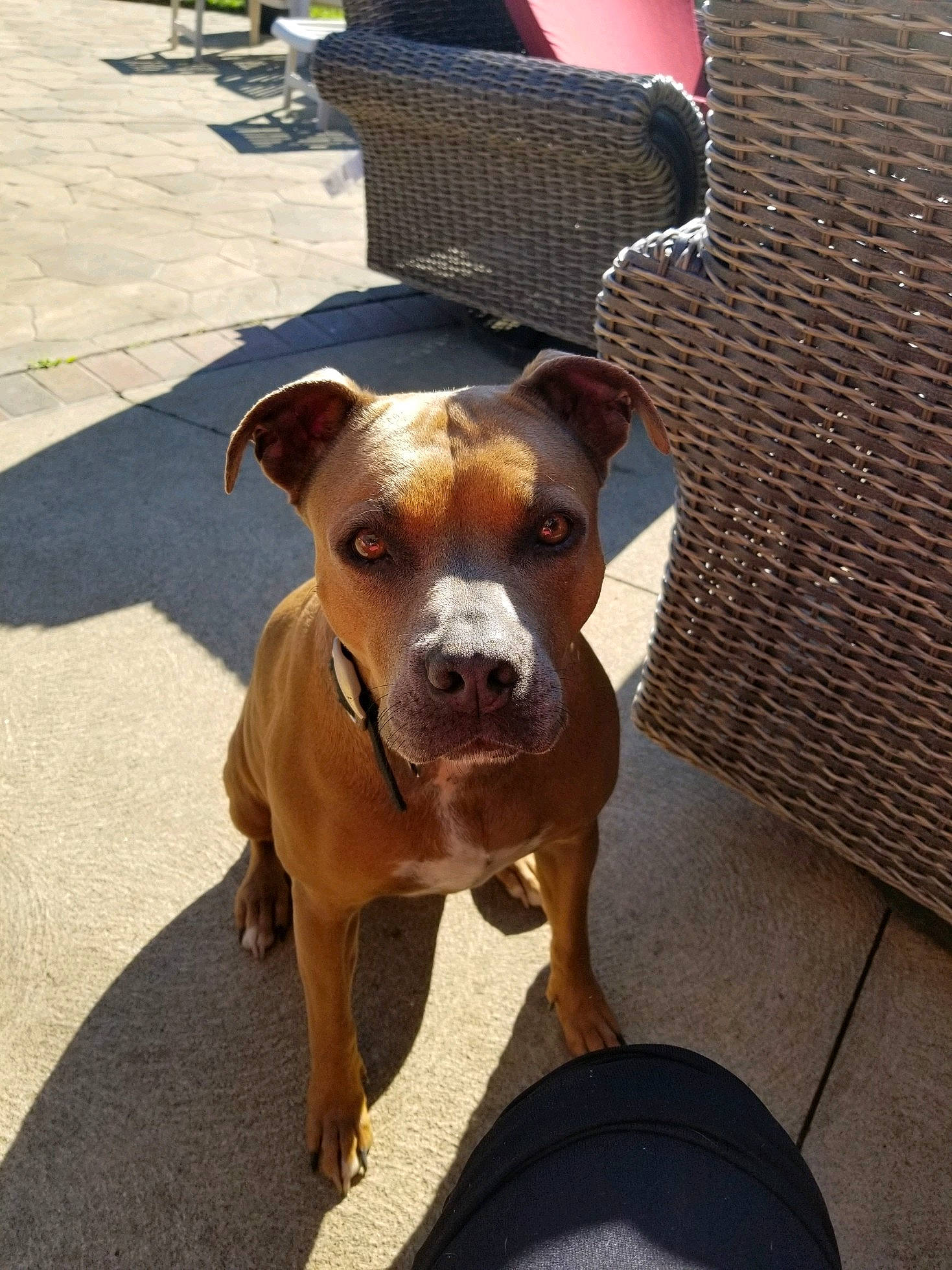 Santana joined the competition — help win amazing prizes! canidae, carnivore, collar, companion_dog, dog, dog_breed, dog_collar, dog_supply, fawn, fedora, liver, non_sporting_group, outdoor_furniture, outdoor_table, snout, sporting_group, whiskers, wicker, working_animal, working_dog