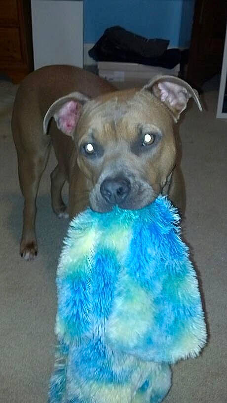 Santana joined the competition — help win amazing prizes! aqua, brown, canidae, carnivore, companion_dog, dog, dog_breed, dog_supply, fawn, floor, flooring, fur, iris, puppy, skin, snout, teal, turquoise, whiskers, working_animal