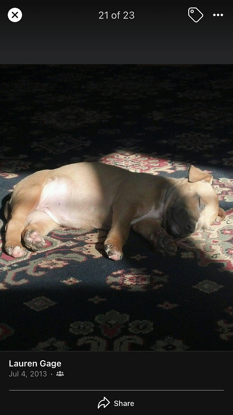 Santana joined the competition — help win amazing prizes! carnivore, companion_dog, dog_breed, fawn, non_sporting_group, snout, terrestrial_animal, working_animal