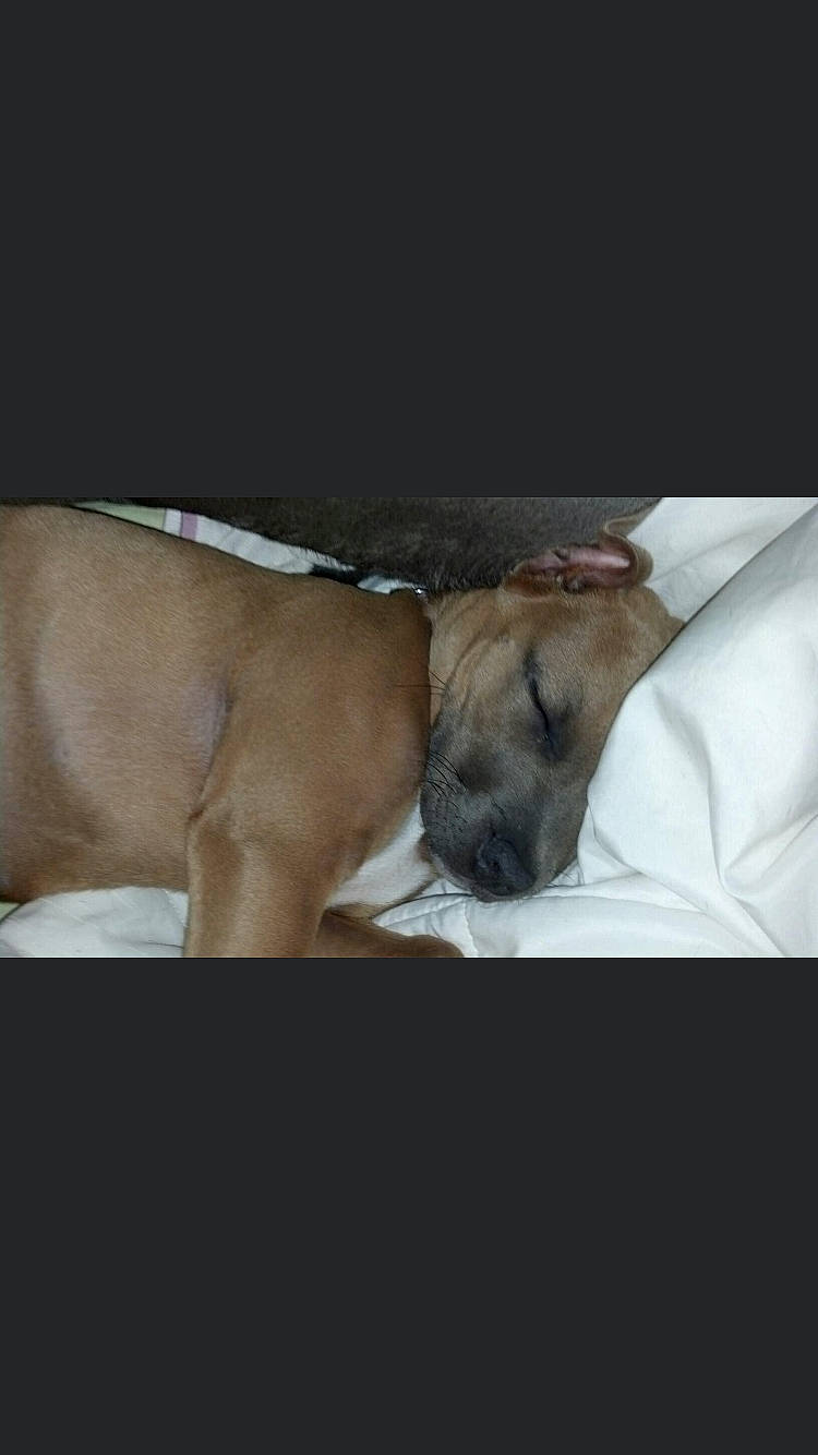 Santana is registered to the contest to win money with this photo: canidae, carnivore, comfort, companion_dog, dog, dog_breed, fawn, mammal, non_sporting_group, skin, snout, sporting_group, working_animal, working_dog