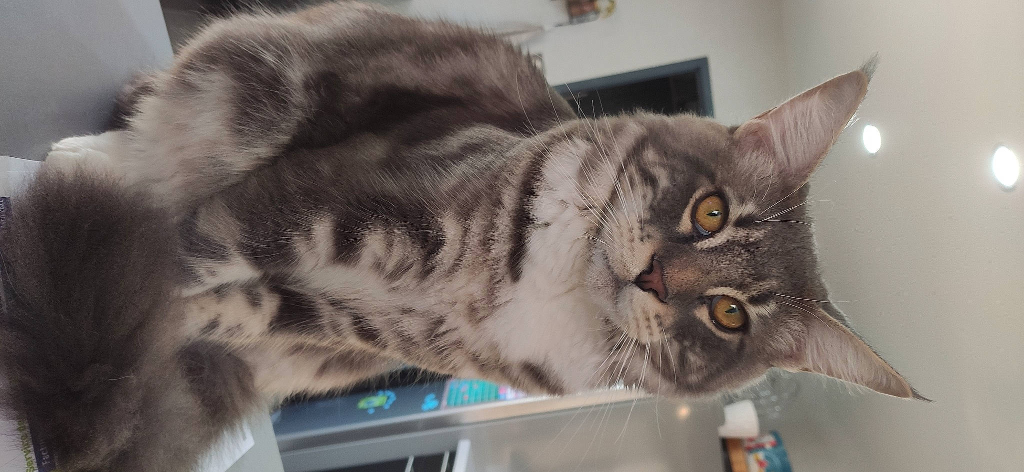 Sushi participe au concours pour gagner de l'argent avec cette photo : carnivore, cat, cat_supply, computer_monitor, domestic_short_haired_cat, felidae, fur, paw, pet_supply, small_to_medium_sized_cats, snout, whiskers