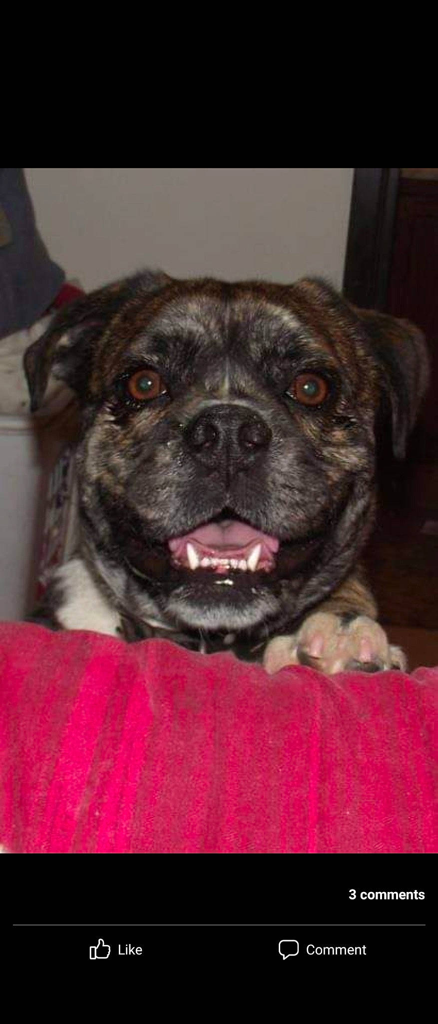 King Charles joined the competition — help win amazing prizes! canidae, carnivore, companion_dog, dog, dog_breed, fawn, french_bulldog, fur, guard_dog, non_sporting_group, puppy, snout, sporting_group, terrestrial_animal, toy_dog, whiskers, working_animal, wrinkle