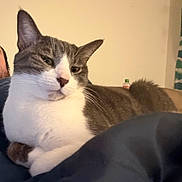 Ruby is registered to the contest to win money with this photo: animal, background, bottle, cat, close_up, cute, domestic_cat, ears, face, feline, fur, gray_and_white_fur, home, indoor, mammal, pet, relaxed, resting, wall, whiskers