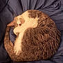 Ruby is registered to the contest to win money with this photo: animal, bed, blanket, brown, cat, cozy, curled_up, cute, domestic, feline, fur, indoor, pet, relaxed, resting, sleeping, soft, tail, whiskers, white
