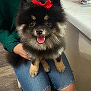 Baby is registered to the contest to win money with this photo: dog, pomeranian, pet, fluffy, red_bow, sitting, indoor, person, lap, jeans, ripped_jeans, green_hoodie, happy, tongue_out, small_dog, cute, animal, companion, fur, black_and_tan