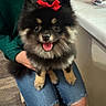 animal, black_and_tan, companion, cute, dog, fluffy, fur, green_hoodie, happy, indoor, jeans, lap, person, pet, pomeranian, red_bow, ripped_jeans, sitting, small_dog, tongue_out