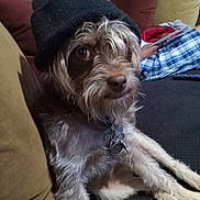 Buttercup joined the competition — help win amazing prizes! adorable, beanie, beard, close_up, collar, couch, cushion, dog, fur, glasses, hat, indoor, living_room, person, pet, pillow, plaid_shorts, remote_control, sitting, tags