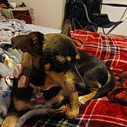 Shishi is registered to the contest to win money with this photo: bed, blanket, brown_black_fur, chair, collar, cozy, dog, dog_tag, domestic_dog, furniture, home, indoor, mammal, paw, pet, plaid, portrait, resting, sleeping, textile