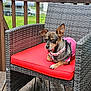 collar, companion, cute, dog, ears_up, fence, grass, outdoor, patio, paw, pet_portrait, pink_harness, railing, red_cushion, relaxing, small_dog, summer, van, wicker_chair, wooden_deck