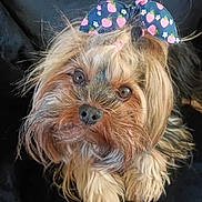 Rose participe au concours pour gagner de l'argent avec cette photo : dog, small_dog, long_hair, bow, cute, pet, animal, portrait, looking_up, brown_fur, black_fur, fluffy, indoors, close_up, face, nose, eyes, fur, adorable, companion