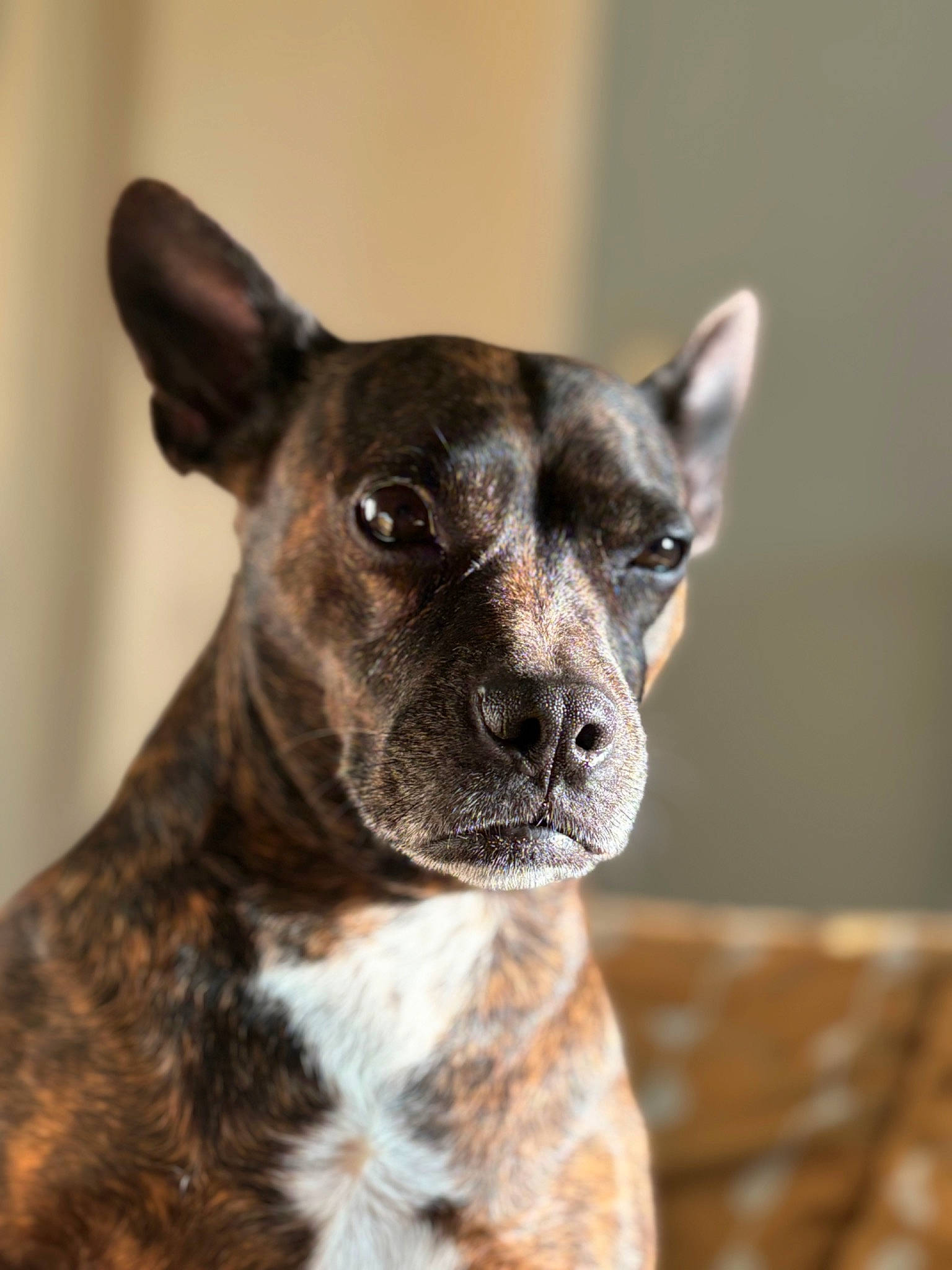 Tara a rejoint le concours — aidez-le/la à gagner de superbes lots ! ancient_dog_breeds, canidae, carnivore, collar, companion_dog, dog, dog_breed, dog_collar, ear, fawn, fur, non_sporting_group, sporting_group, terrestrial_animal, whiskers, wood, working_animal, working_dog