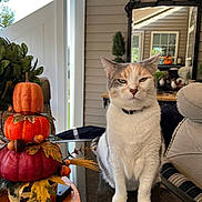 Ellie is registered to the contest to win money with this photo: cat, calico_cat, table, pumpkin, autumn_decor, centerpiece, mirror, porch, chair, plant, leaf, acorn, furniture, indoor, pet, animal, reflection, fall, cozy, decorative