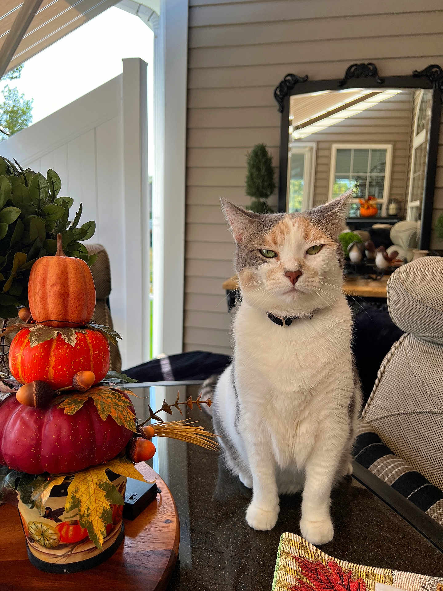 Ellie is registered to the contest to win money with this photo: cat, calico_cat, table, pumpkin, autumn_decor, centerpiece, mirror, porch, chair, plant, leaf, acorn, furniture, indoor, pet, animal, reflection, fall, cozy, decorative