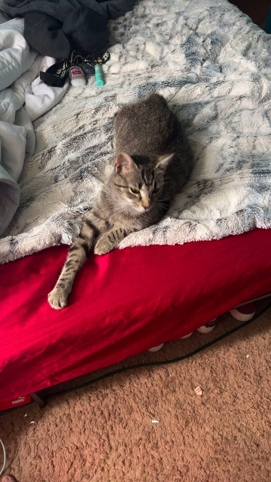 Mochi joined the competition — help win amazing prizes! carnivore, carpet, cat, claw, comfort, domestic_short_haired_cat, felidae, flooring, fur, grass, grey, linens, mammal, nap, paw, small_to_medium_sized_cats, tail, vertebrate, whiskers, wood