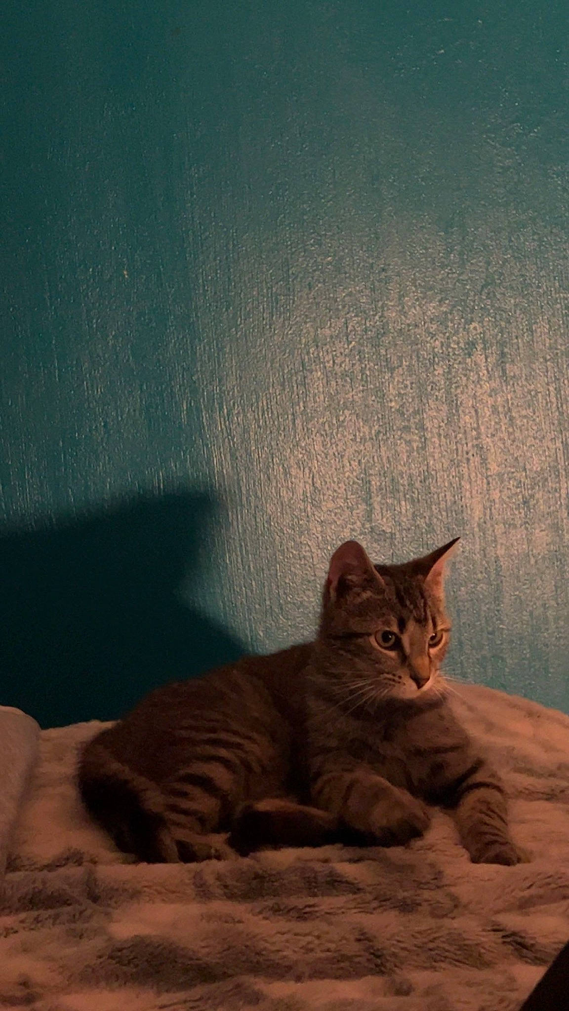 Mochi joined the competition — help win amazing prizes! carnivore, cat, comfort, darkness, domestic_short_haired_cat, fawn, felidae, fur, paw, sand, sky, small_to_medium_sized_cats, snout, tail, terrestrial_animal, tints_and_shades, whiskers, wildlife, window, wood