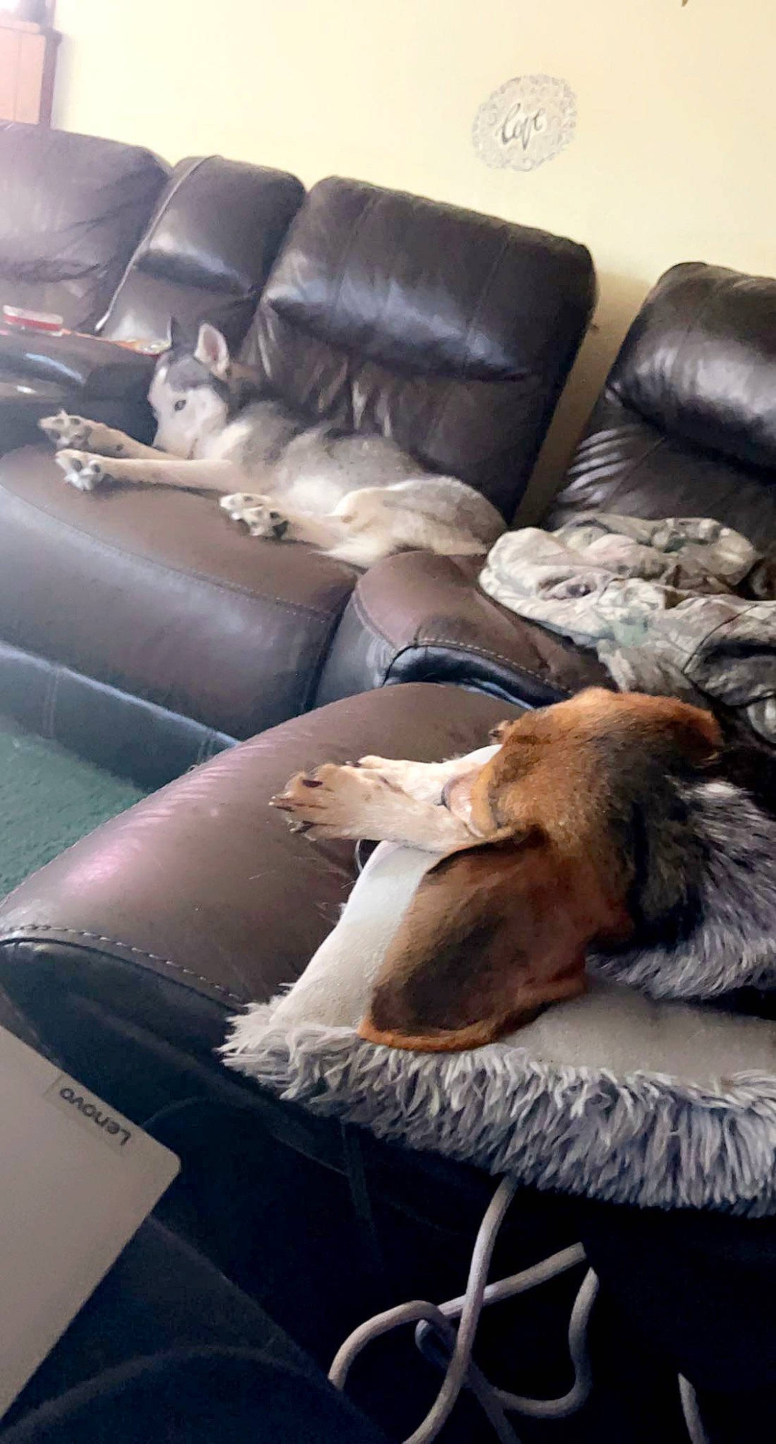 Daisy joined the competition — help win amazing prizes! armrest, brown, building, carnivore, comfort, companion_dog, couch, dog, dog_breed, felidae, flooring, fur, hardwood, house, linens, living_room, room, sporting_group, studio_couch, wood