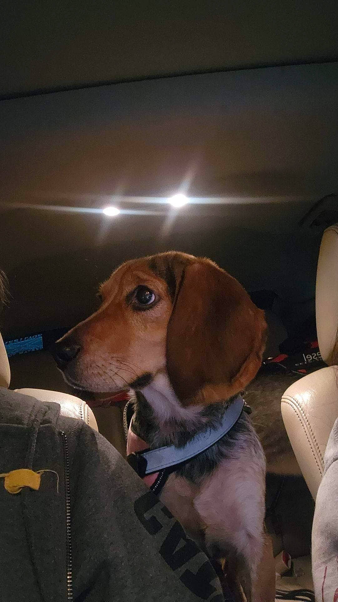 Daisy joined the competition — help win amazing prizes! canidae, car_seat, car_seat_cover, carnivore, collar, companion_dog, dog, dog_breed, dog_collar, fawn, fur, head_restraint, hound, liver, scent_hound, snout, sporting_group, vehicle_door, whiskers, working_animal
