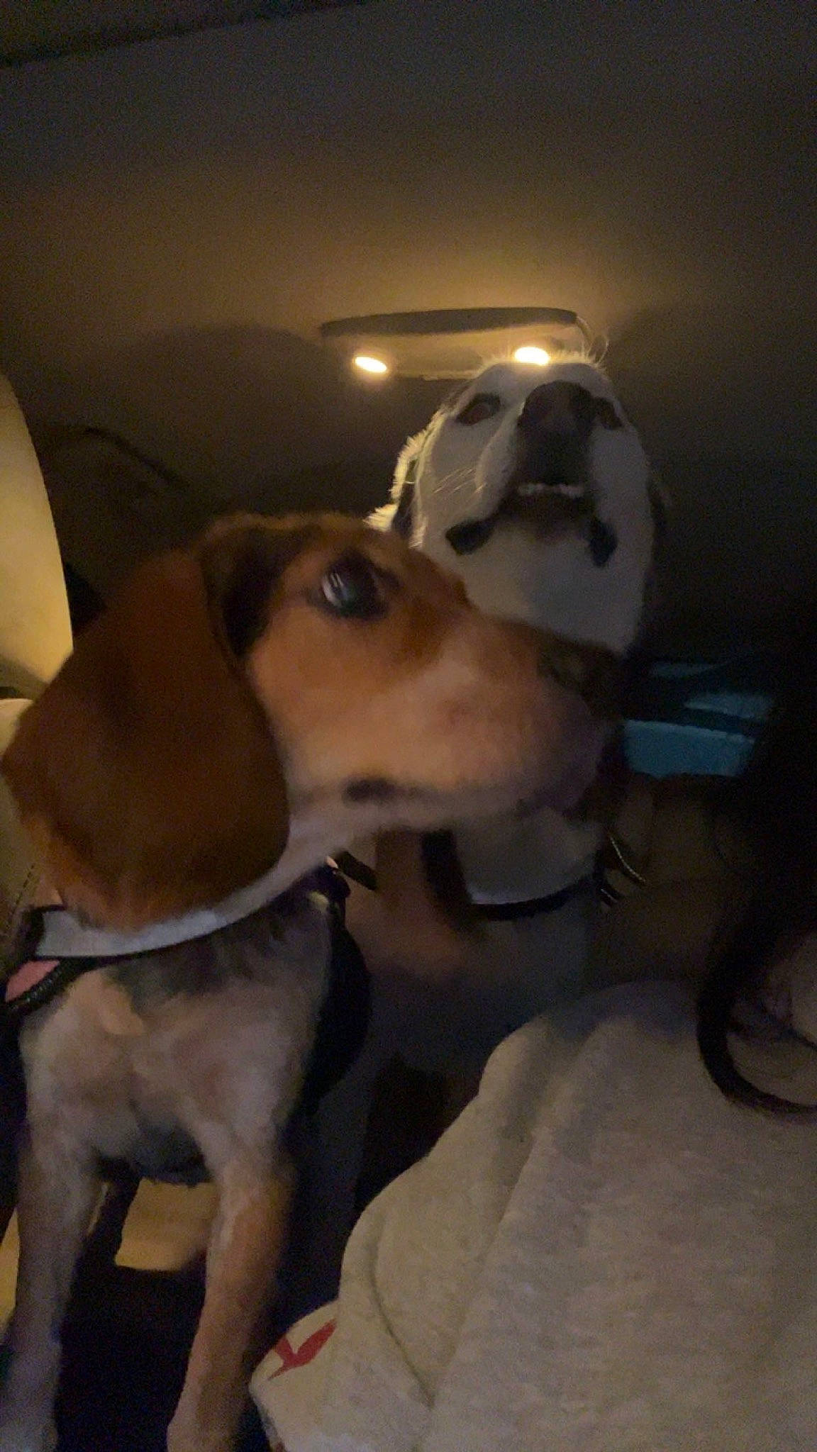 Daisy joined the competition — help win amazing prizes! beaglier, canidae, carnivore, collar, companion_dog, dog, dog_breed, dog_collar, dog_supply, fawn, fur, hound, leash, personal_protective_equipment, pet_supply, scent_hound, snout, sporting_group, whiskers, working_animal