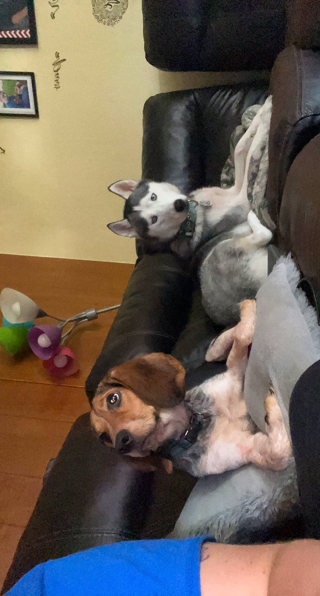 Daisy joined the competition — help win amazing prizes! canidae, carnivore, comfort, companion_dog, couch, dog, dog_breed, dog_supply, fawn, flooring, fur, mammal, picture_frame, room, snout, sporting_group, tail, toy, toy_dog, working_animal