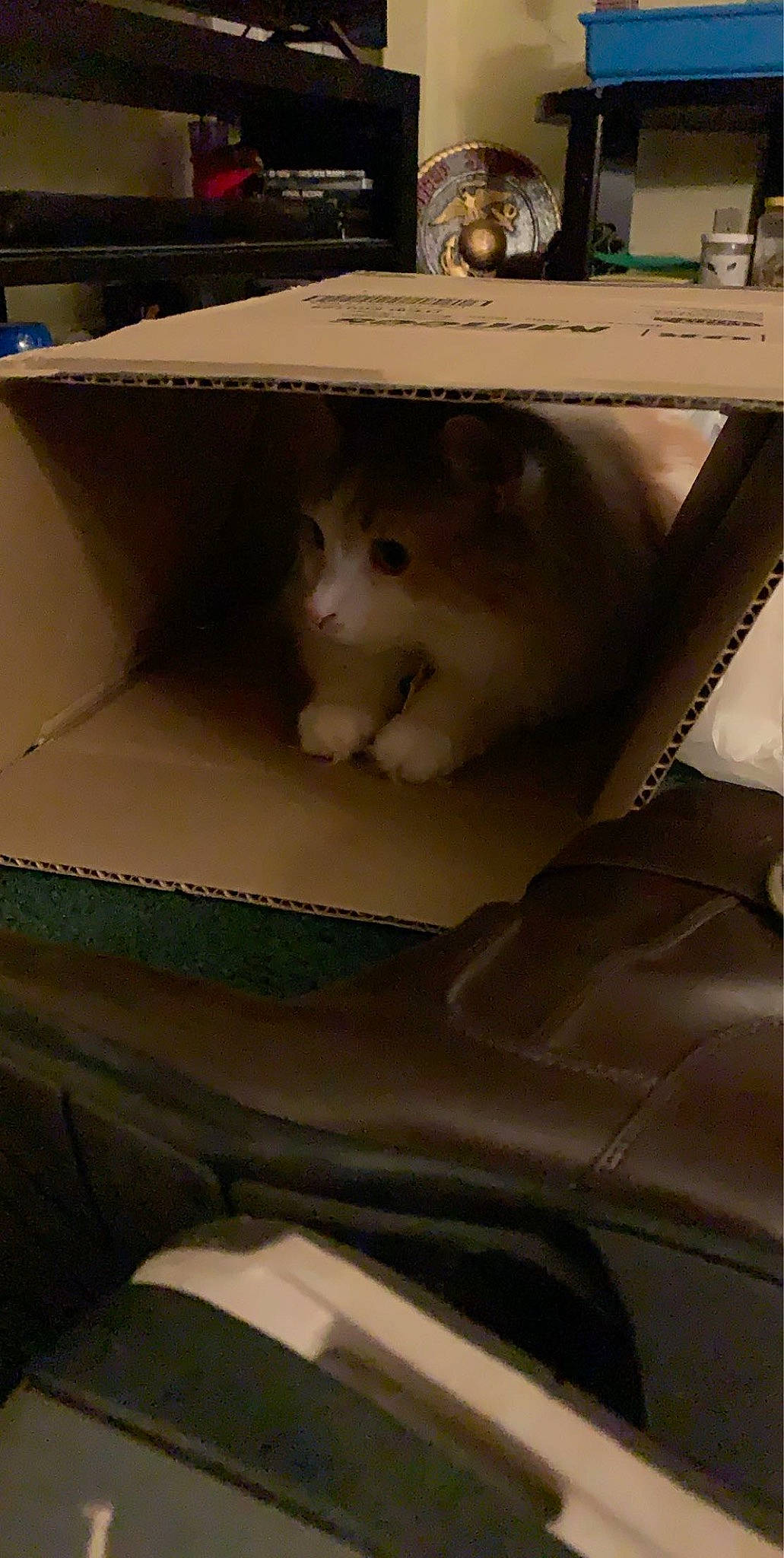 Speedy is registered to the contest to win money with this photo: automotive_design, box, cardboard, carnivore, carton, cat, comfort, domestic_short_haired_cat, fawn, felidae, fur, hood, paper, paper_product, personal_luxury_car, shipping_box, small_to_medium_sized_cats, tints_and_shades, whiskers, wood