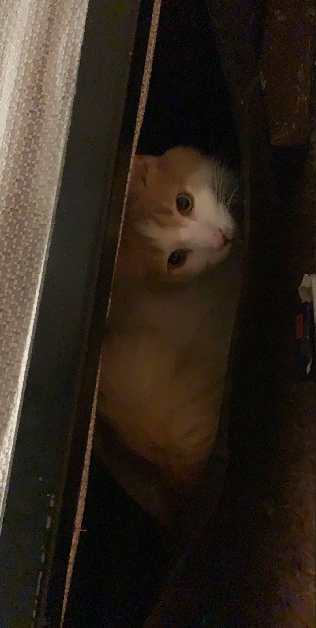 Speedy joined the competition — help win amazing prizes! carnivore, cat, domestic_short_haired_cat, eyelash, fawn, felidae, fur, hardwood, small_to_medium_sized_cats, snout, tail, whiskers, wood