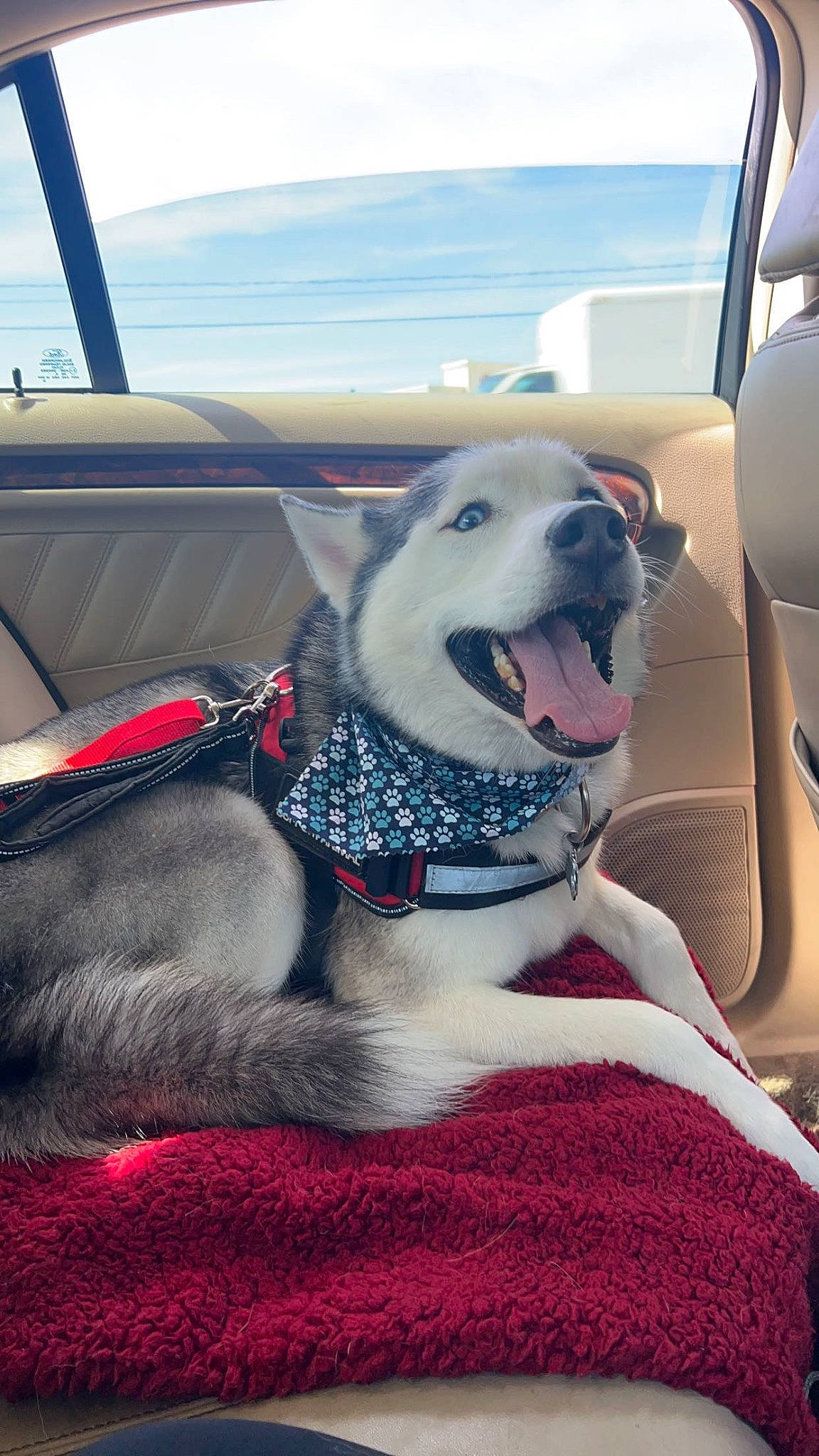 Diesel is registered to the contest to win money with this photo: canidae, car_seat, carnivore, collar, companion_dog, dog, dog_breed, dog_collar, dog_supply, fawn, fur, leash, pet_supply, sky, snout, sporting_group, vehicle_door, window, windshield, working_animal