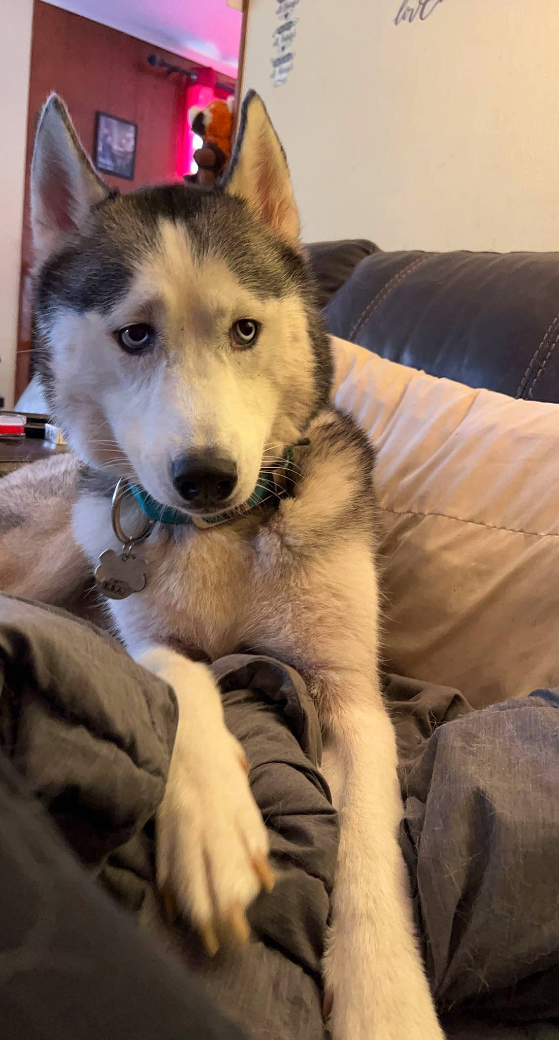 Diesel is registered to the contest to win money with this photo: canidae, canis, carnivore, collar, comfort, companion_dog, couch, dog, dog_breed, fawn, fur, herding_dog, sitting, sled_dog, sporting_group, terrestrial_animal, whiskers, wolf, working_animal, working_dog