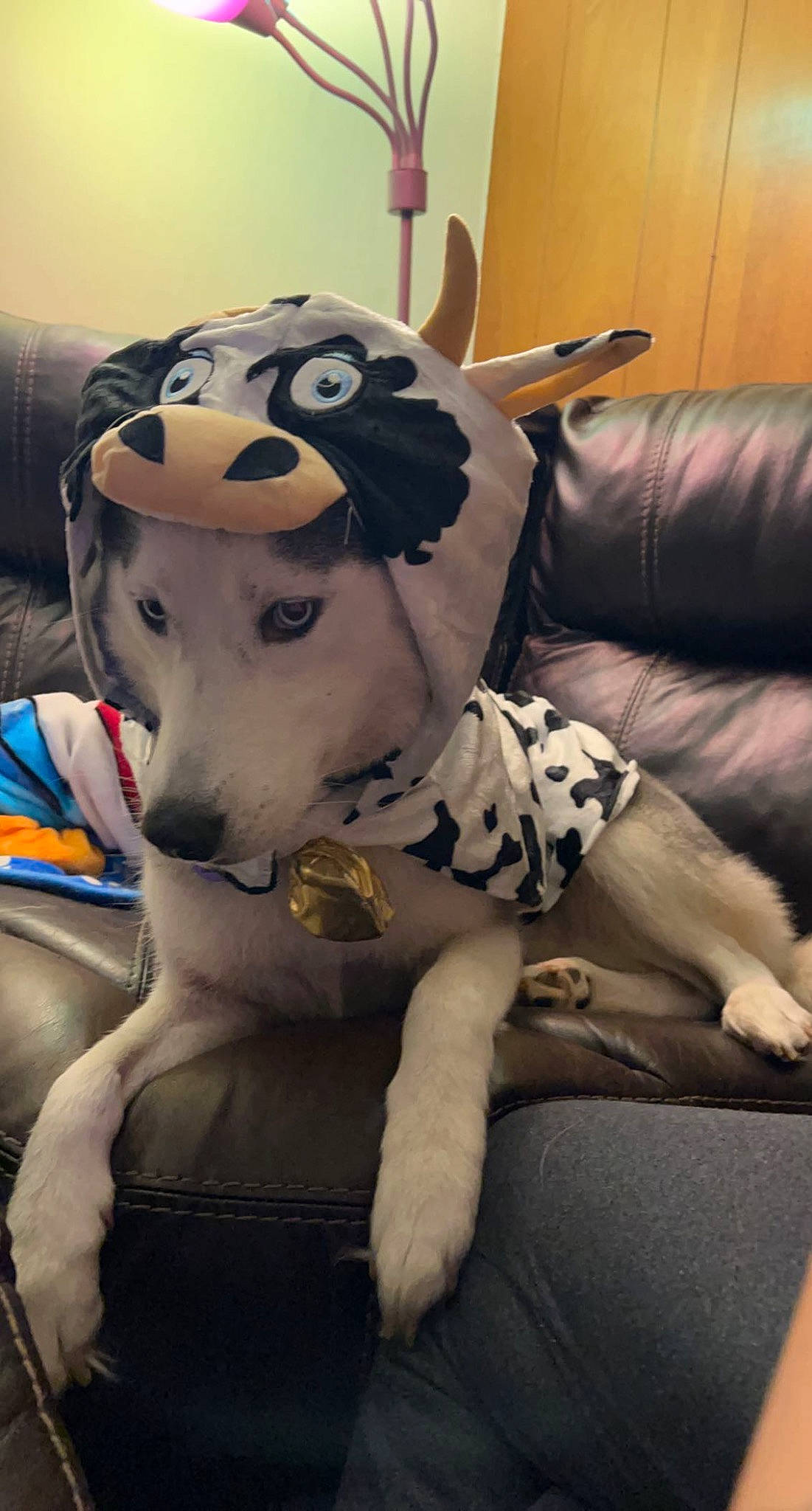 Diesel is registered to the contest to win money with this photo: canidae, carmine, carnivore, comfort, companion_dog, costume, couch, dalmatian, dog, dog_breed, fawn, fur, hat, plush, snout, sporting_group, stuffed_toy, toy, whiskers, working_animal