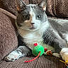 Boo joined the competition — help win amazing prizes! cat, gray_cat, white_cat, pet, toy, mouse_toy, couch, furniture, indoor, relaxed, paw, whiskers, face, ears, fur, animal, domestic_animal, resting, closeup, cute