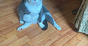 Boo joined the competition — help win amazing prizes! cat, gray_cat, white_cat, sitting, wooden_floor, indoor, pet, animal, green_eyes, furniture, curtain, legs, flooring, domestic_cat, looking_at_camera, fluffy_fur, natural_light, home_interior, cute, quirky_pose
