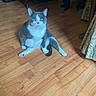 cat, gray_cat, white_cat, sitting, wooden_floor, indoor, pet, animal, green_eyes, furniture, curtain, legs, flooring, domestic_cat, looking_at_camera, fluffy_fur, natural_light, home_interior, cute, quirky_pose