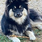 Smarties a rejoint le concours — aidez-le/la à gagner de superbes lots ! dog, animal, pet, fluffy, fur, grass, outdoor, canine, stick, laying_down, black_fur, white_fur, cute, portrait, nature, muzzle, ears, paw, relaxed, daylight