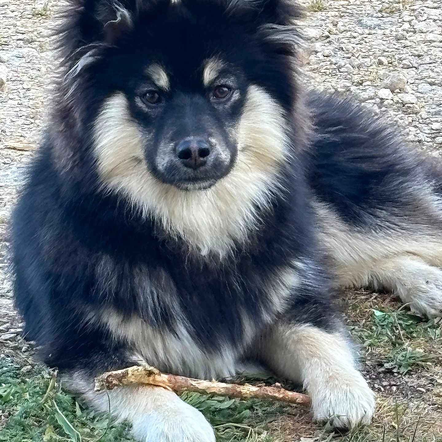 Smarties a rejoint le concours — aidez-le/la à gagner de superbes lots ! dog, animal, pet, fluffy, fur, grass, outdoor, canine, stick, laying_down, black_fur, white_fur, cute, portrait, nature, muzzle, ears, paw, relaxed, daylight