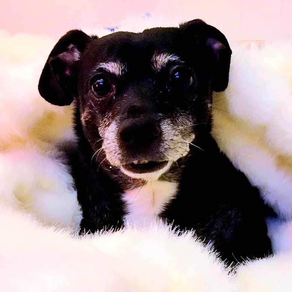 Billy is registered to the contest to win money with this photo: animal, ball, blanket, bostonbull, boxer, bulldog, canine, chihuahua, couch, dog, furniture, hound, labradorretriever, pet, pug, puppy, snout, sport, tennis, tennisball