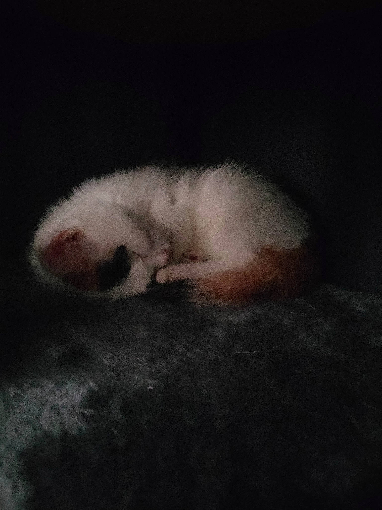 Audrey is registered to the contest to win money with this photo: canidae, carnivore, cat, claw, comfort, darkness, dog_breed, domestic_short_haired_cat, felidae, flooring, fur, nap, paw, scottish_fold, small_to_medium_sized_cats, snout, tail, water, whiskers, wood