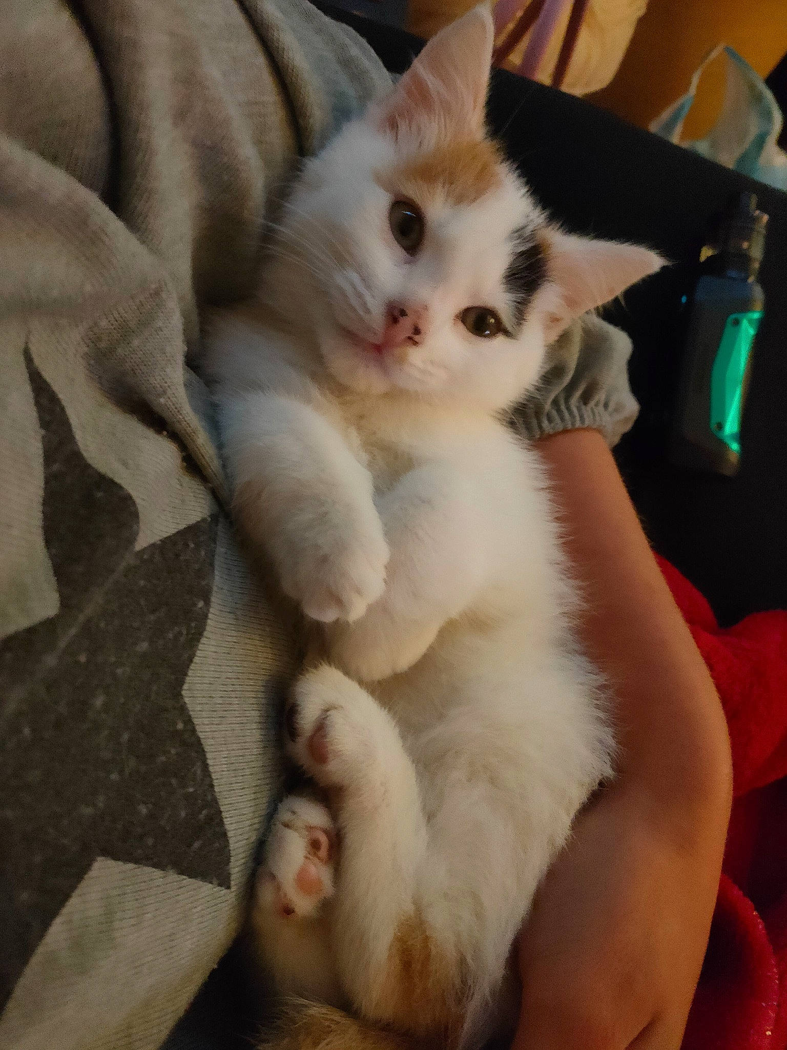 Audrey is registered to the contest to win money with this photo: carnivore, cat, claw, comfort, domestic_short_haired_cat, fawn, felidae, fur, nail, paw, small_to_medium_sized_cats, snout, tail, whiskers