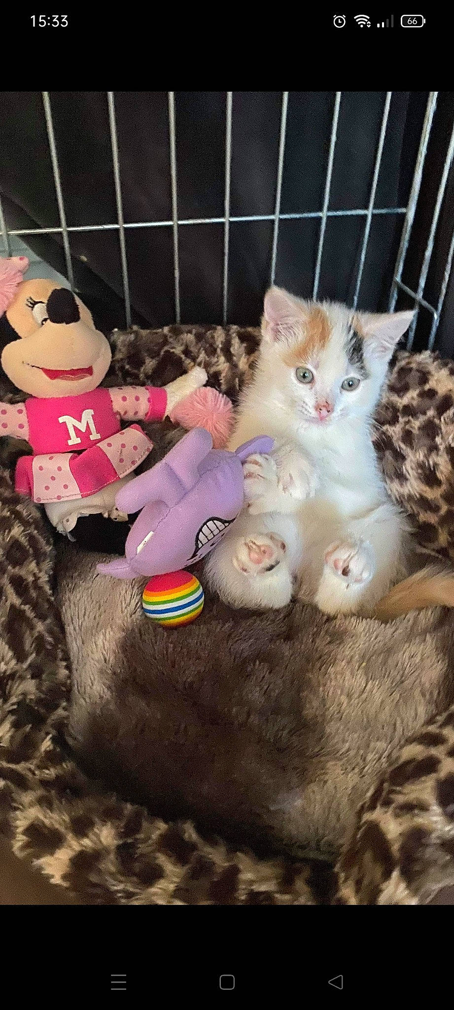 Audrey joined the competition — help win amazing prizes! carnivore, cat, claw, domestic_short_haired_cat, fawn, felidae, fur, lap, mammal, paw, pink, plush, small_to_medium_sized_cats, snout, stuffed_toy, tail, toy, vertebrate, whiskers, white