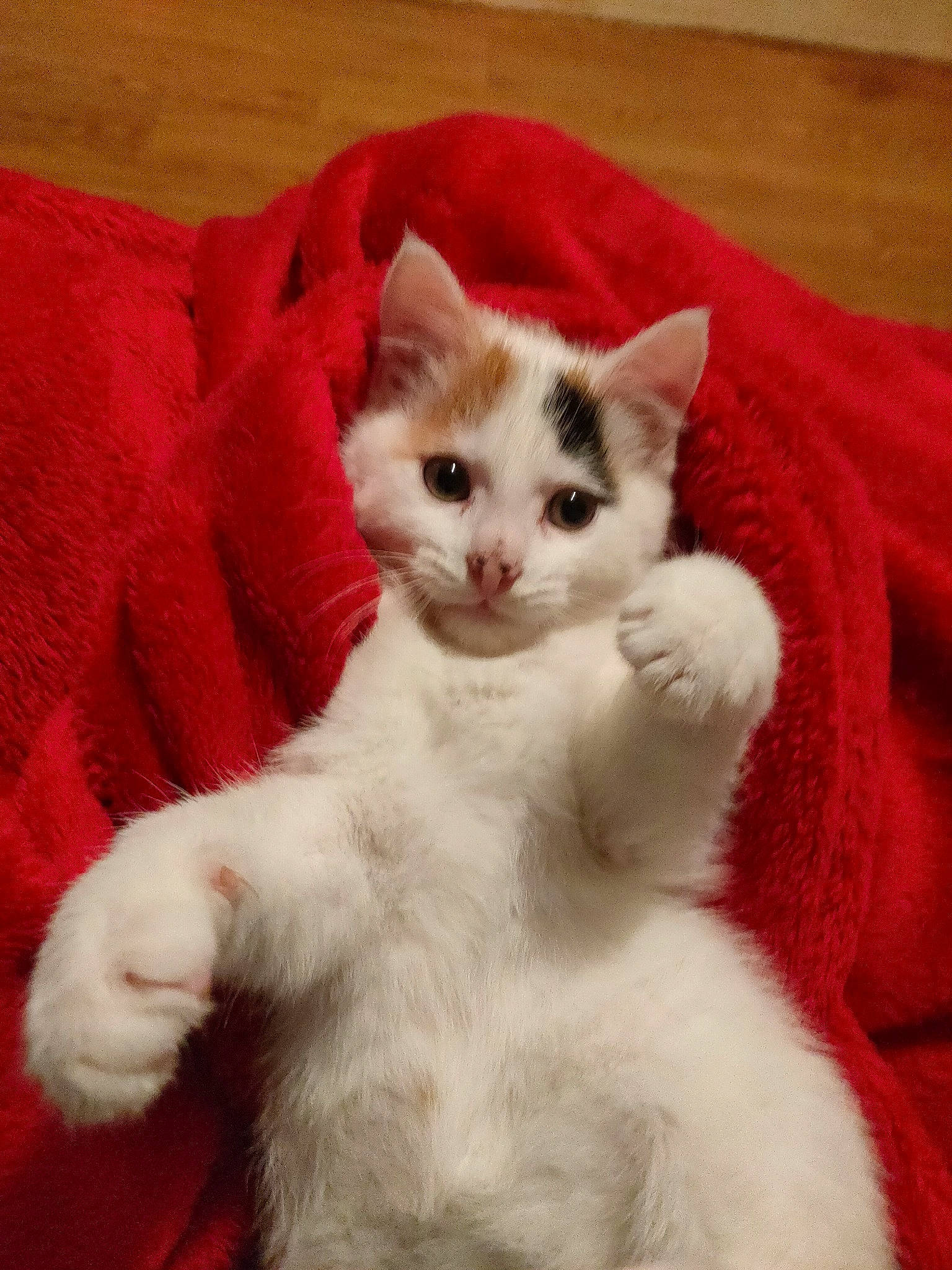 Audrey is registered to the contest to win money with this photo: carnivore, cat, claw, comfort, domestic_short_haired_cat, felidae, fur, paw, pet_supply, small_to_medium_sized_cats, snout, tail, terrestrial_animal, whiskers