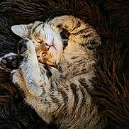 Lola is registered to the contest to win money with this photo: kitten, tabby, sleeping, cat, fur, paws, cozy, blanket, cute, pet, animal, whiskers, closed_eyes, relaxing, feline, domestic_cat, mammal, resting, adorable, soft