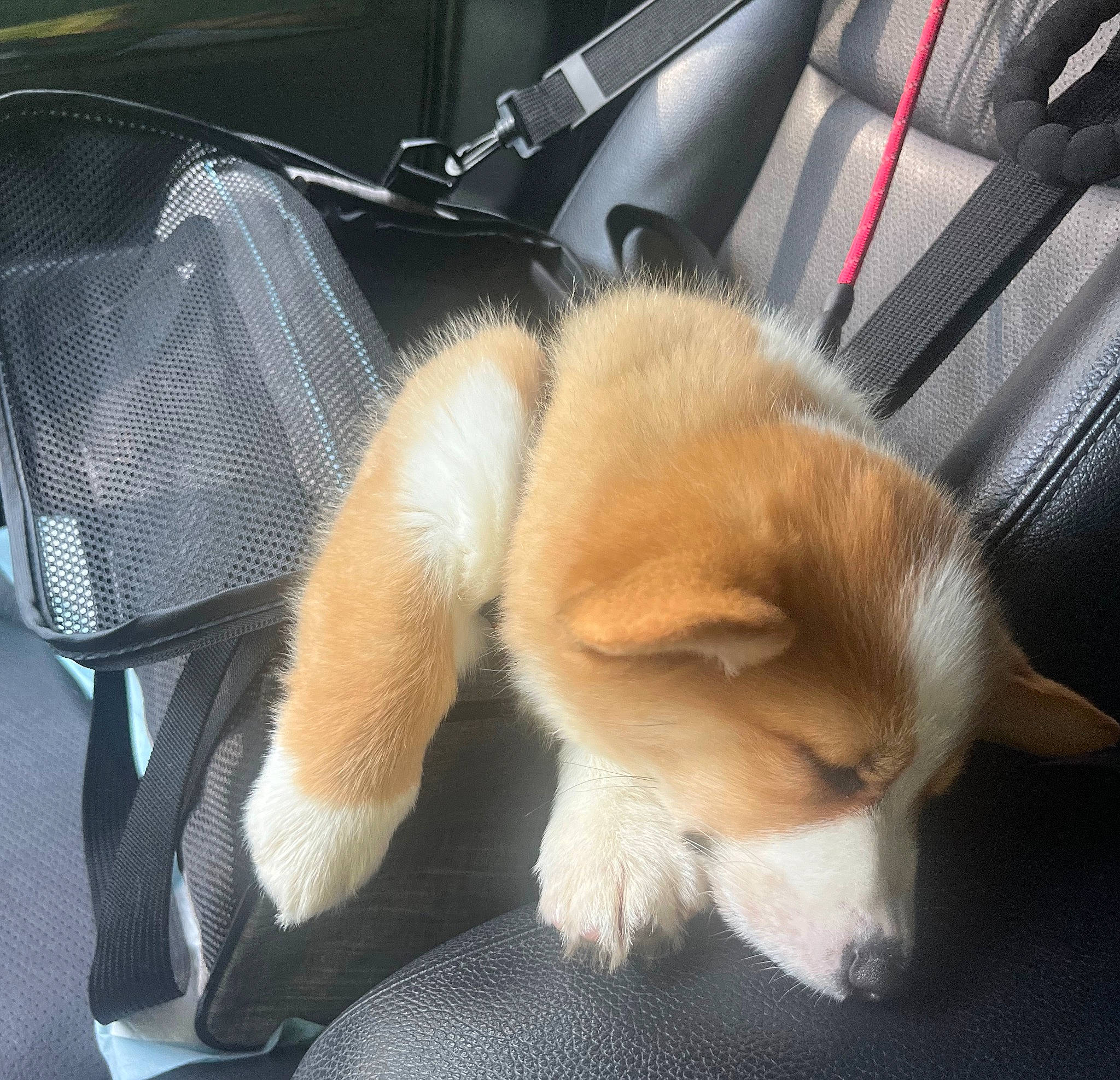 Wally joined the competition — help win amazing prizes! canidae, car_seat, carnivore, claw, comfort, companion_dog, dog, dog_breed, fawn, fur, non_sporting_group, paw, snout, sporting_group, tail, terrestrial_animal, toy_dog, whiskers, wildlife